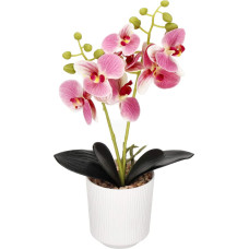 Springos Dirbtinė orchidėja Springos HA7424