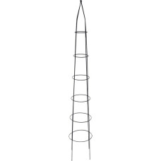 Augu balsts 