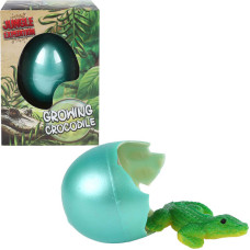 KROKODYL W JAJKU ROSNĄCY W WODZIE