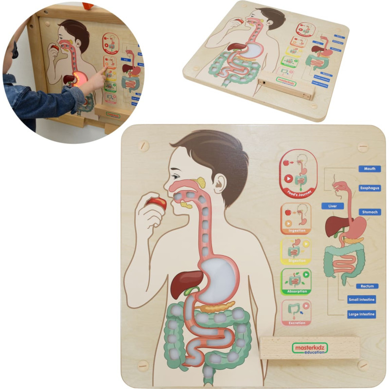 Masterkidz Tablica Edukacyjna Układ Trawienny Montessori